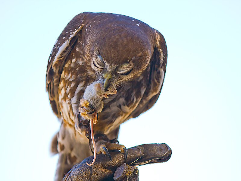 Lone Pine Koala Sanctuary