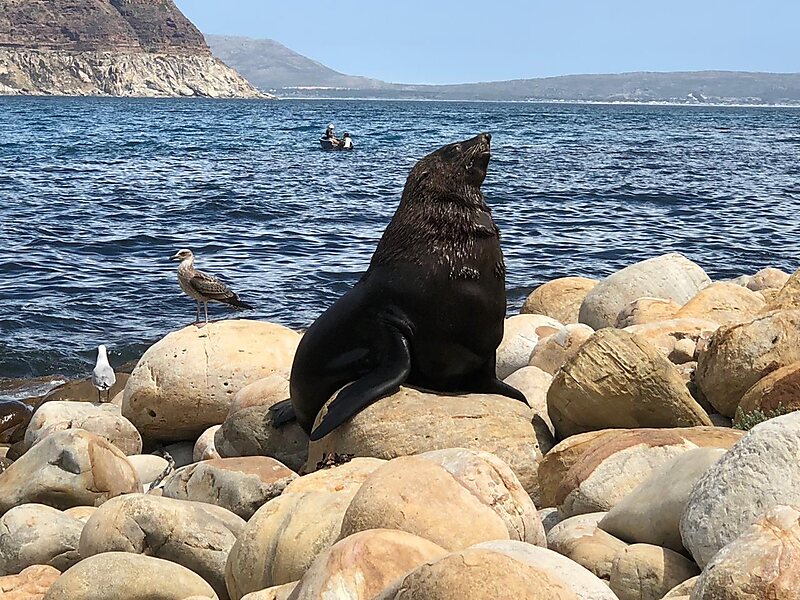 Fish Market Houtbay Pictures - South Africa Western Cape ...