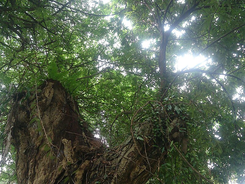 Japanese Cemetery Park