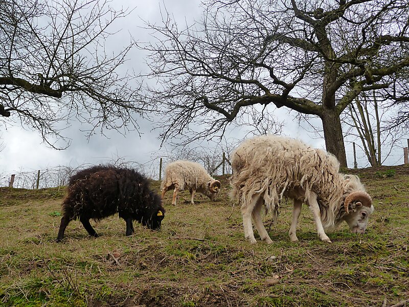 The Ouessant sheep