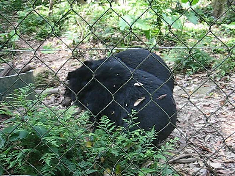 Kuang Si Bear Rescue Centre