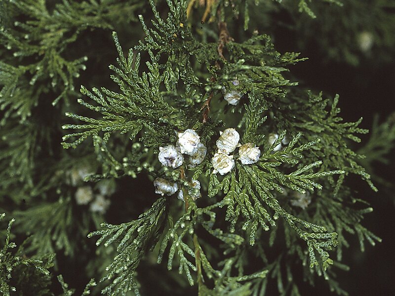 Pettigrew State Park