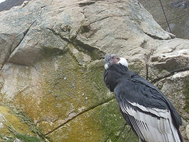 Andean condor