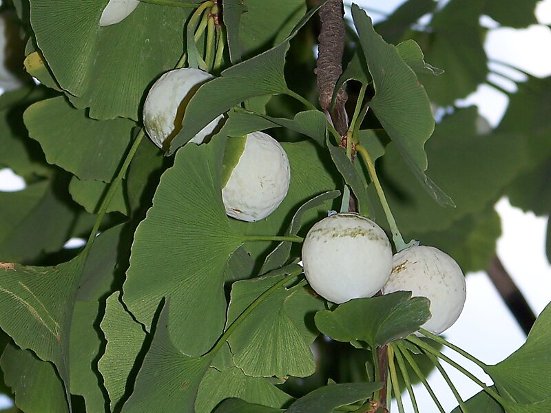Ginkgo