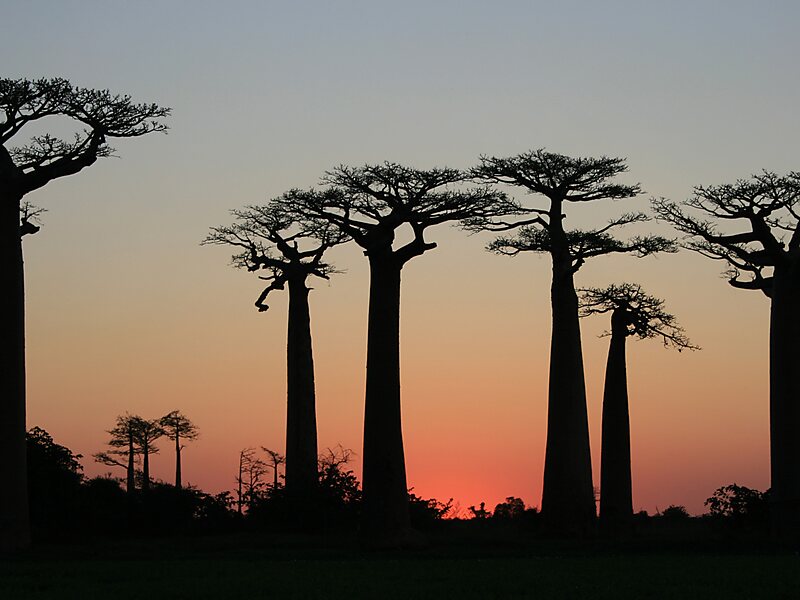 Baobaballee in Madagasikara, Madagaskar | Sygic Travel