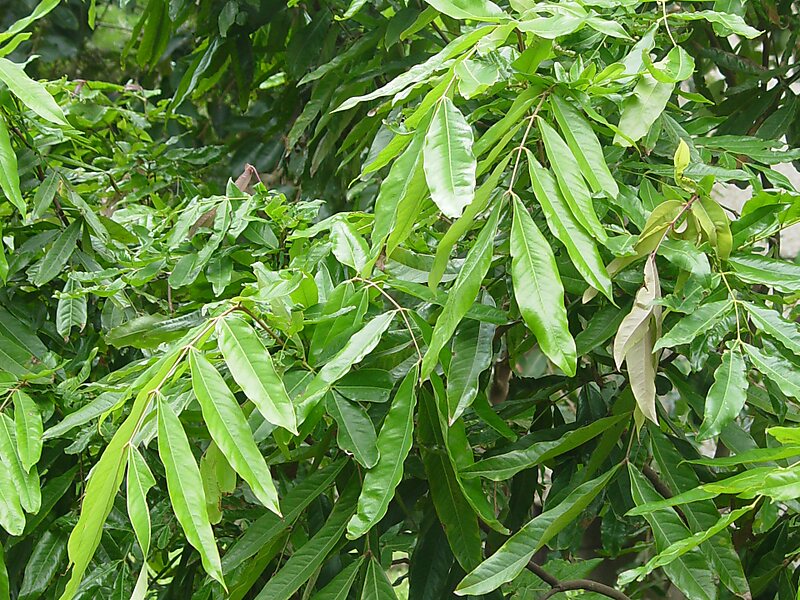 Polyalthia longifolia