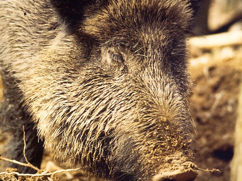 Wild boar