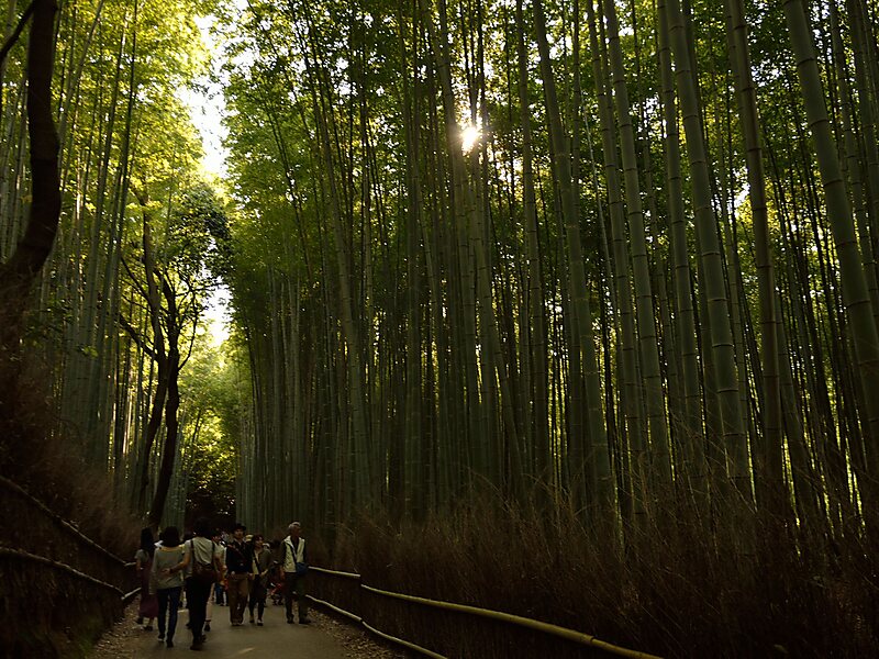 Bamboo Forest (Kyoto, Japan) - Wikipedia