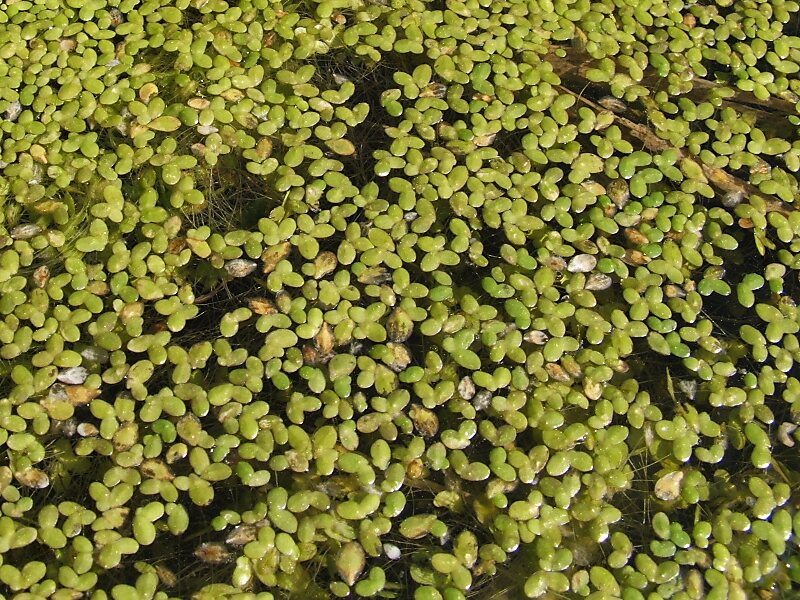 Orto Botanico di Bergamo "Lorenzo Rota"