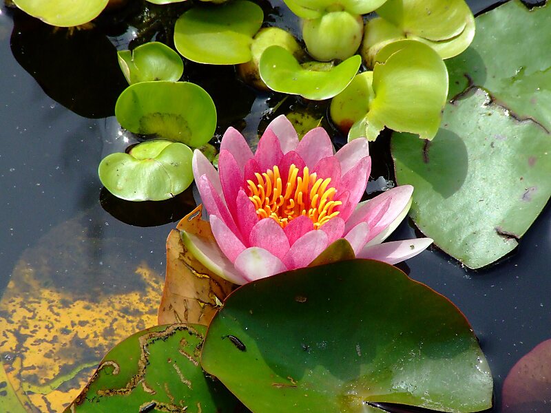 Parco Giardino Sigurtà