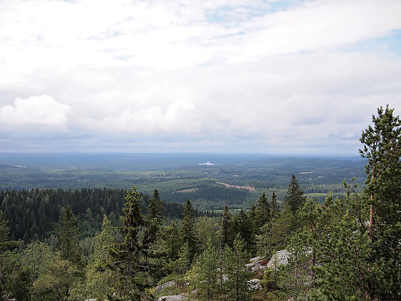 Koli