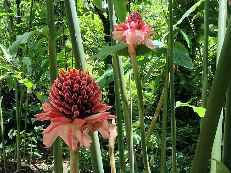 Diamond Botanical Gardens In Saint Lucia St Lucia Sygic Travel