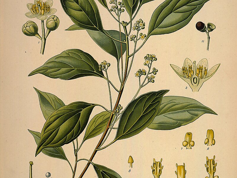 Cinnamomum camphora in Stresa, Italy Sygic Travel