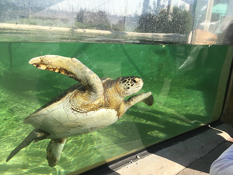 Living Coast Discovery Center