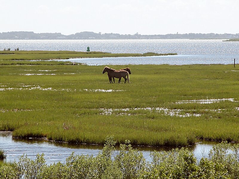 Assateague State Park