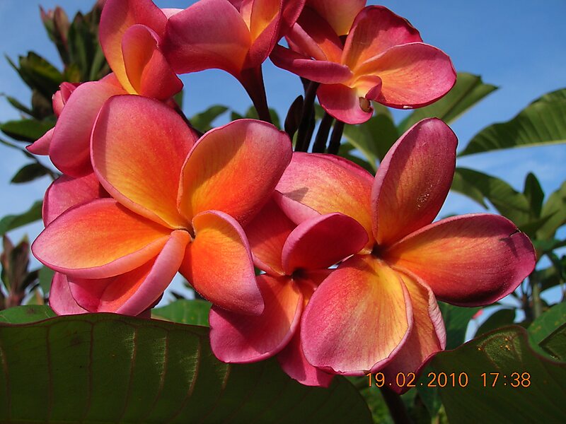 Plumeria