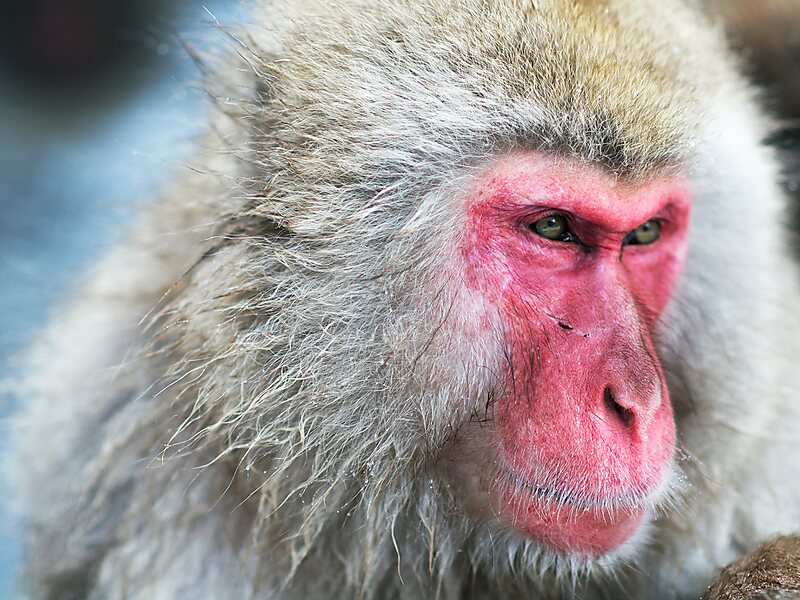 Snow Monkey Park