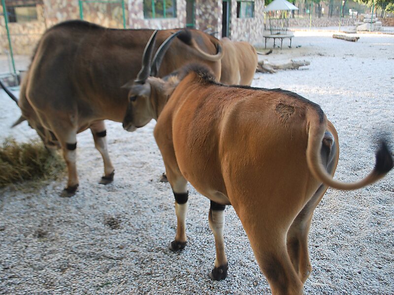 Parc zoologique de Skopje