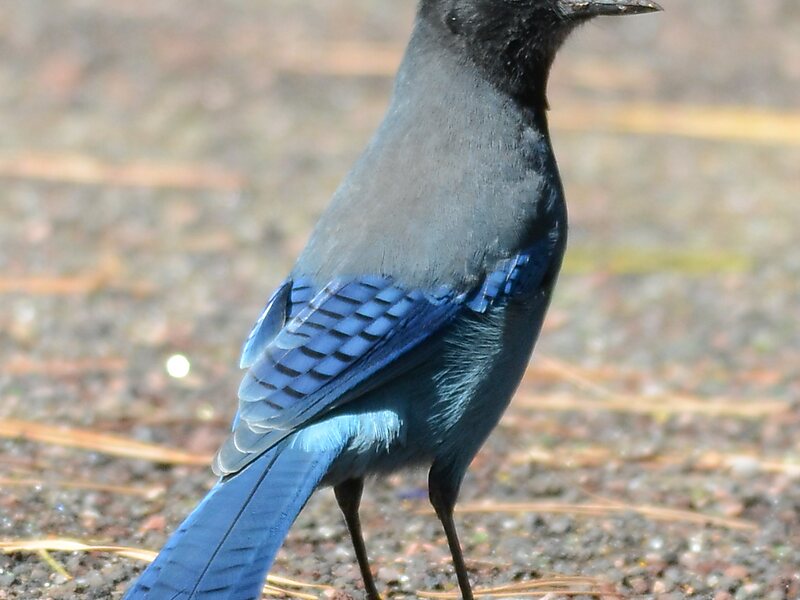 Everett Crowley Park