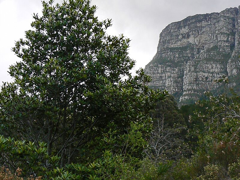 Parc national de la montagne de la Table CapOccidental, Afrique du Sud Sygic Travel