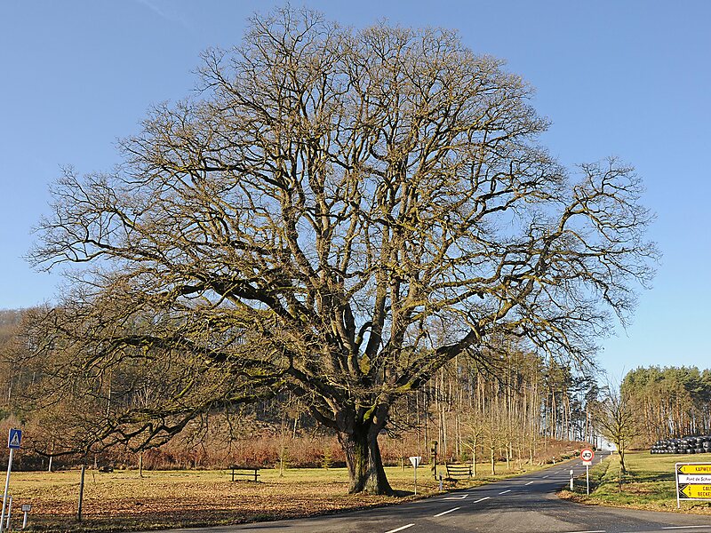 Chêne de Saeul