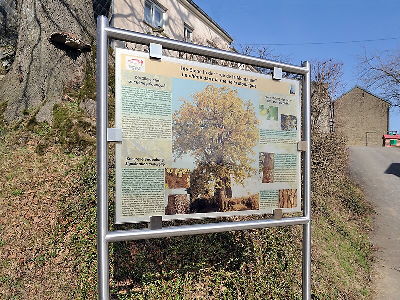 Chêne de Kleinbettingen