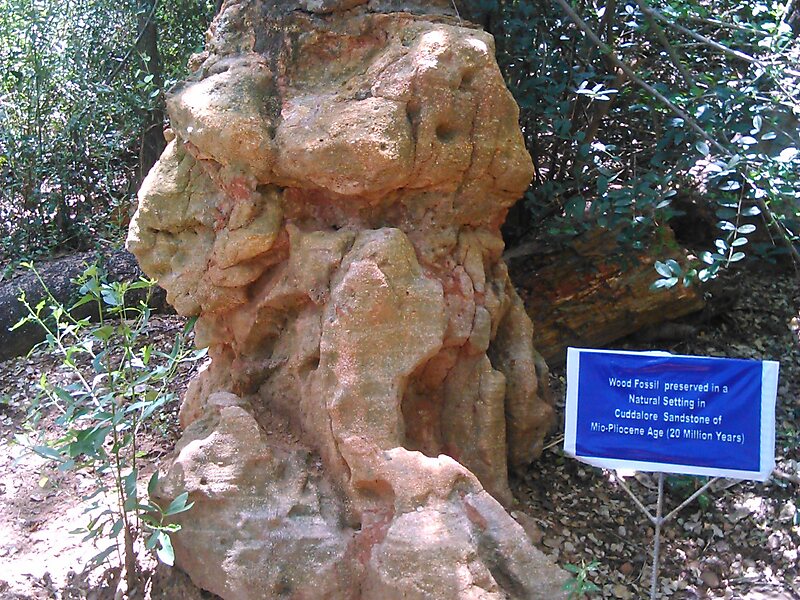 National Fossil Wood Park, Tiruvakkarai
