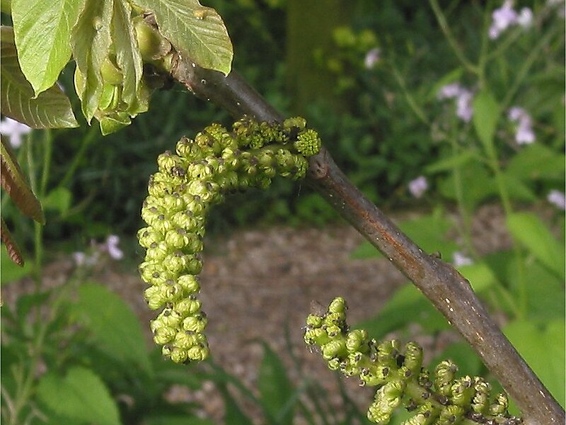 Juglans regia
