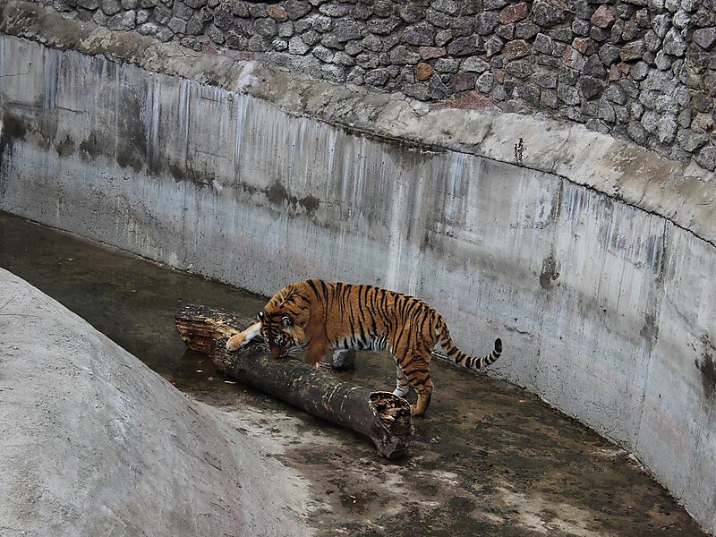 Parque zoológico de Kiev