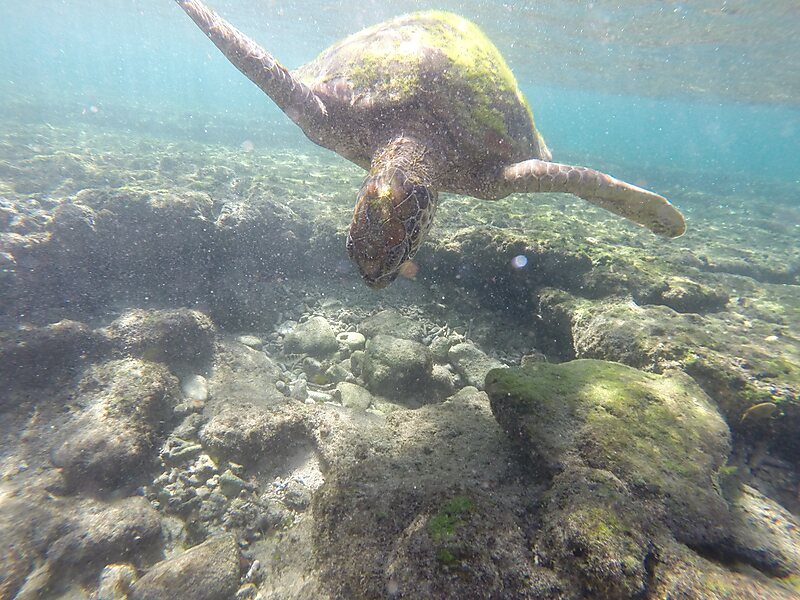 Apo Island Protected Landscape and Seascape