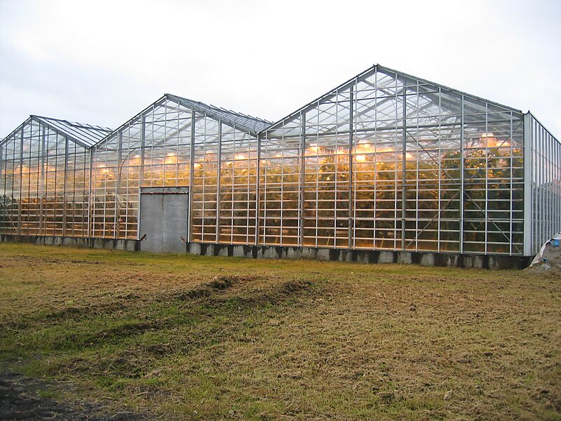 Friðheimar Greenhouse