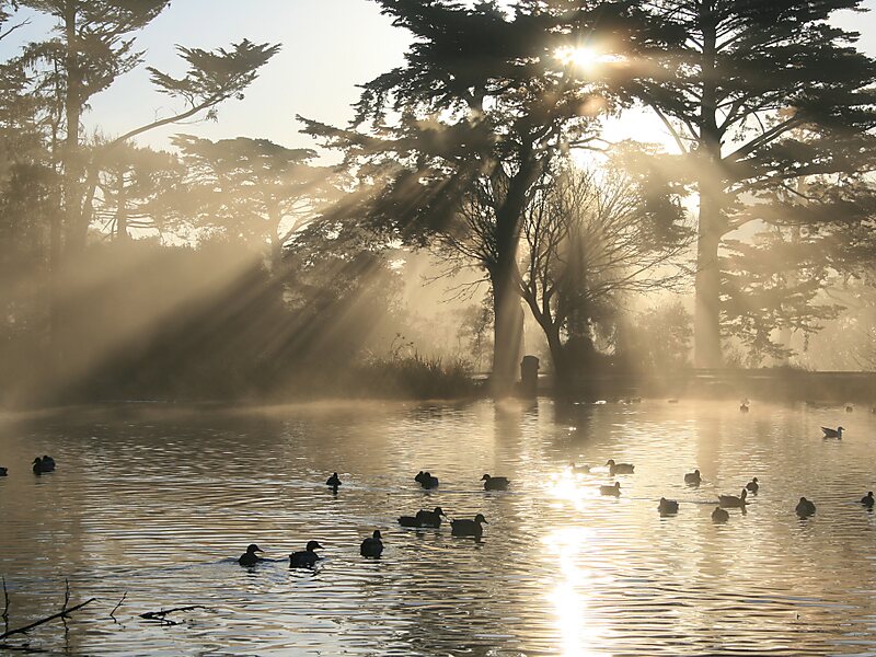 Golden Gate Park