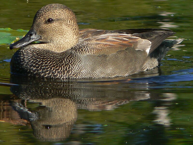 Washington Park Arboretum