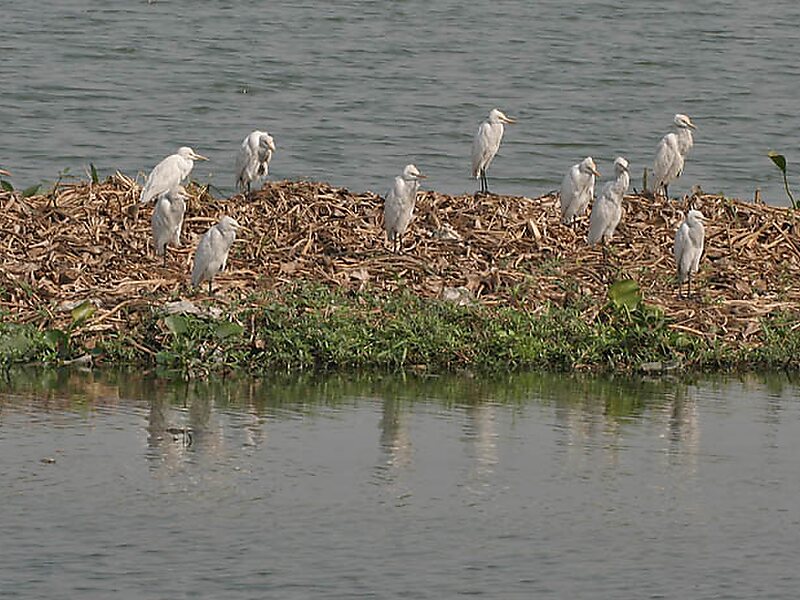 Hesaraghatta Lake