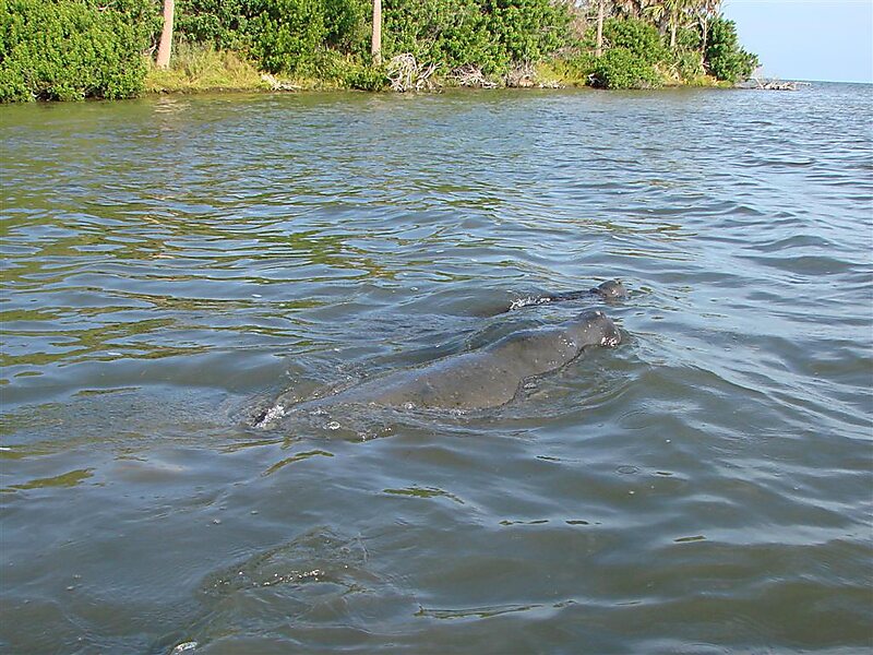 Mosquito Lagoon in Brevard County | Tripomatic