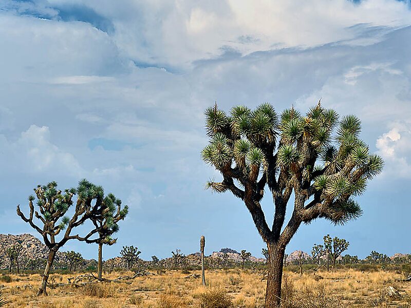 Parque nacional de Árboles de Josué en Riverside County, California,  Estados Unidos de América | Sygic Travel