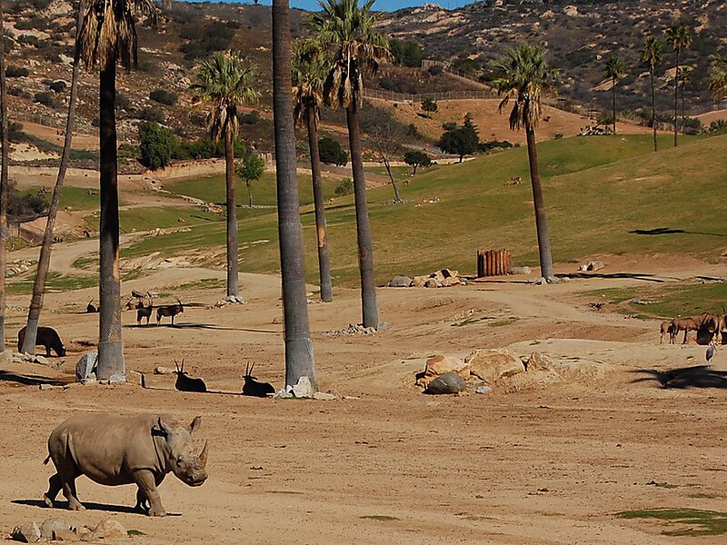 San Diego Zoo Safari Park