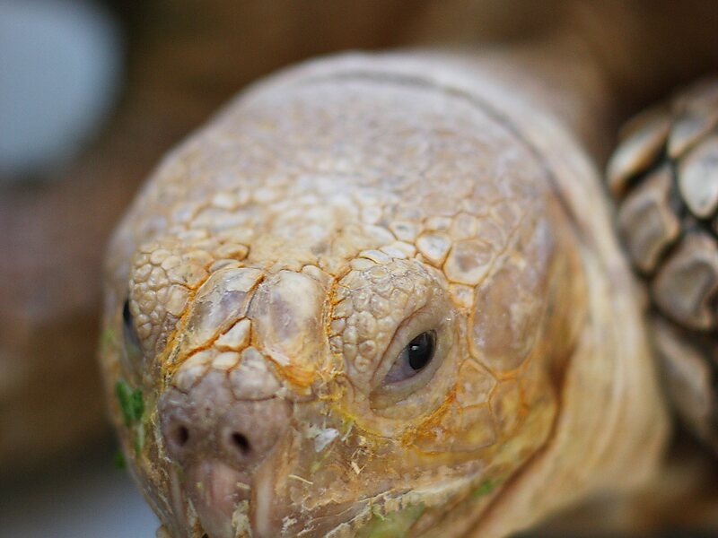 Turtle & Tortoise Live Museum