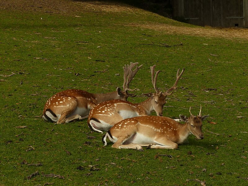 Marselisborg Dyrehave