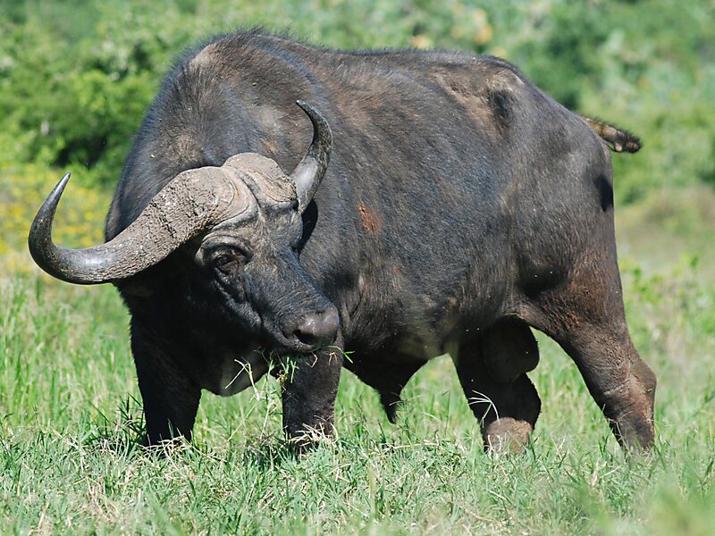 Park Narodowy Addo Elephant