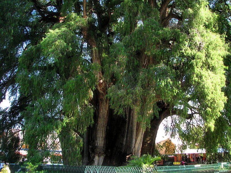 Albero di Tule