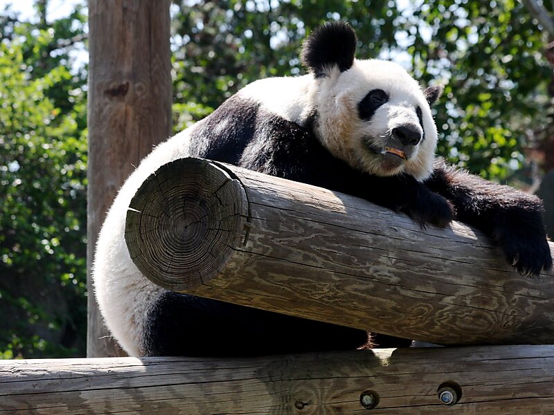 Best Zoos in the US to Visit All Sorts of Animals