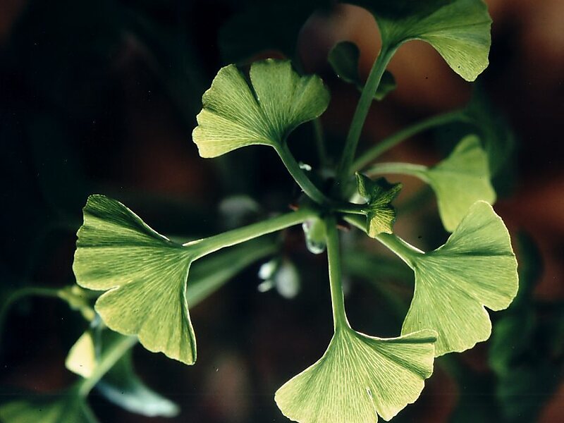 Ginkgo biloba