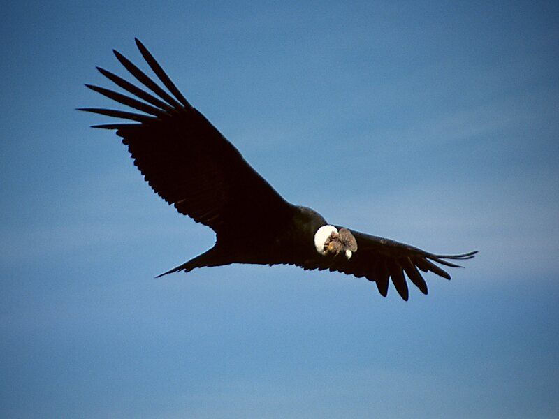 Nationalpark Nahuel Huapi