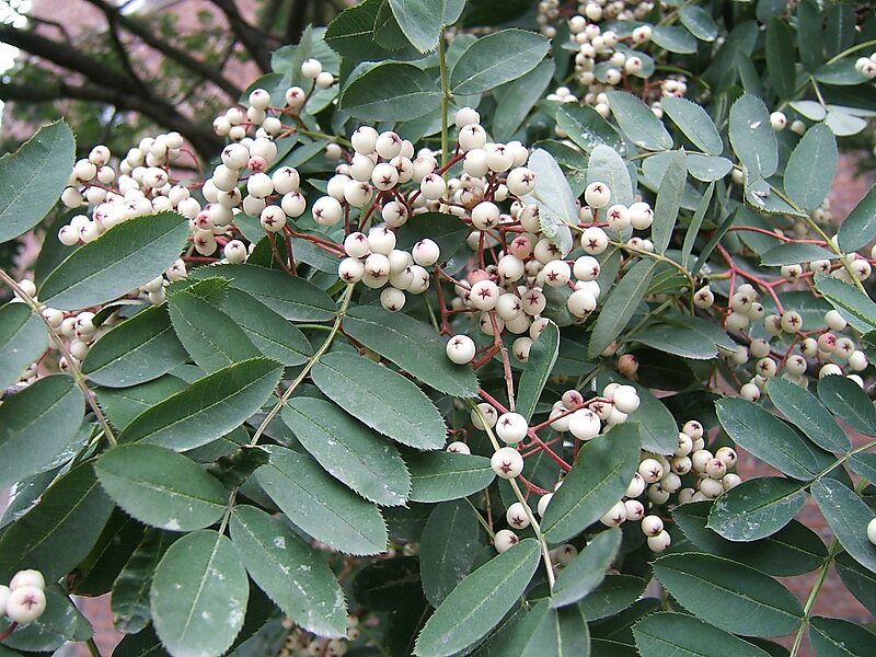Sorbus subg. Sorbus