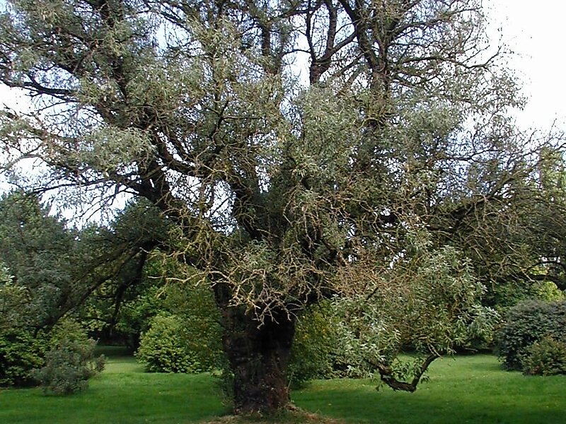 Schmalblättrige Ölweide
