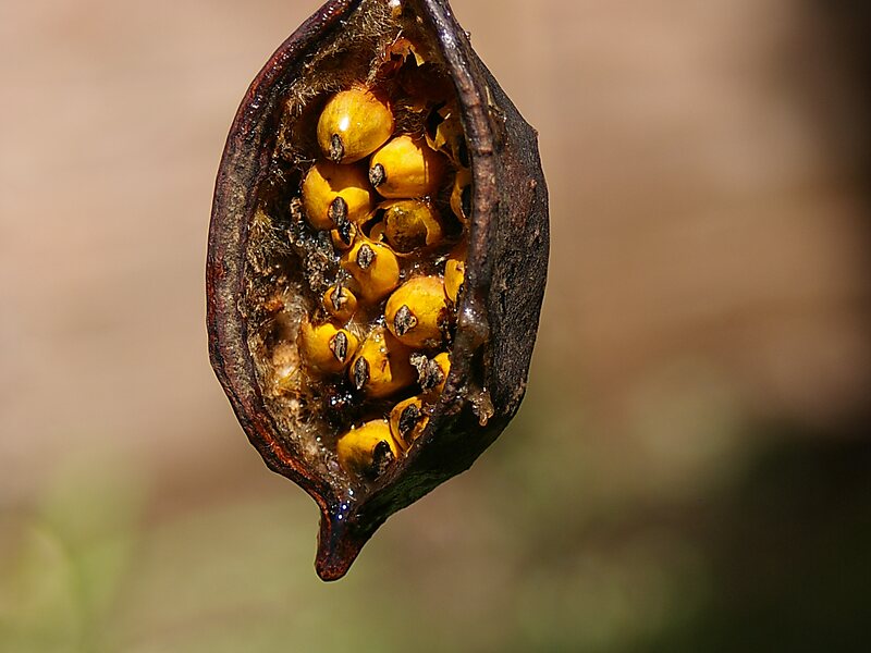 Brachychiton populneus