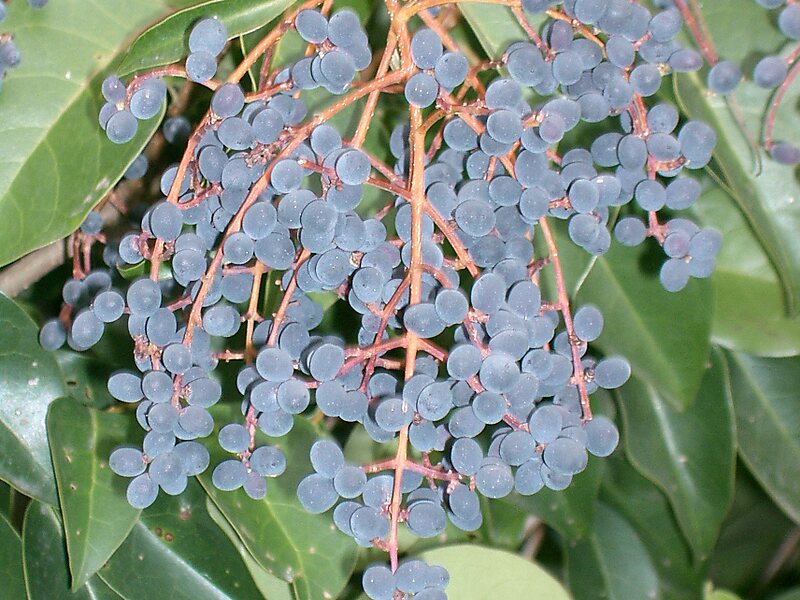 Glänzender Liguster