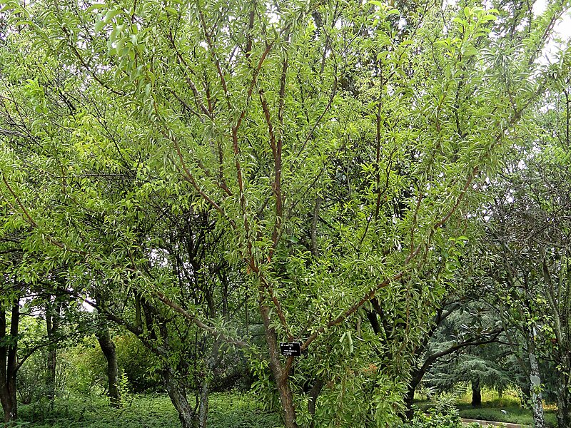 Prunus cerasifera