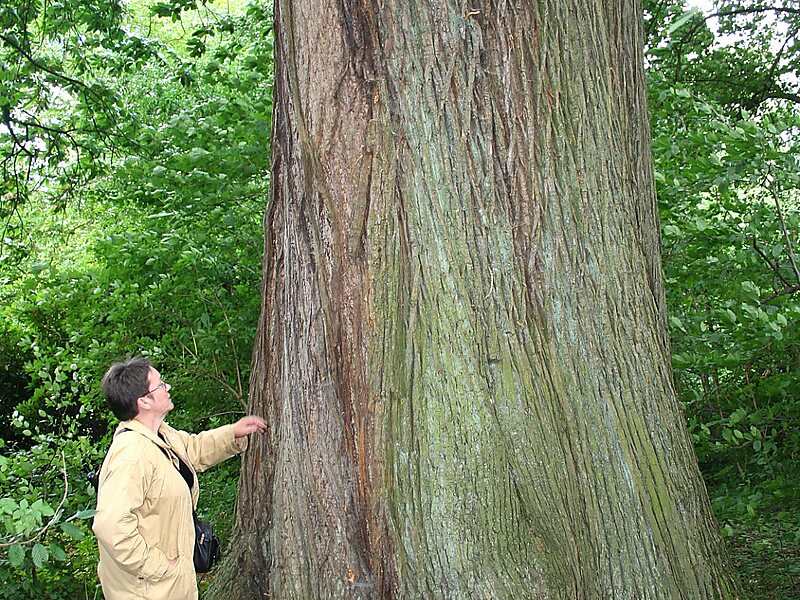 Каштан посевной